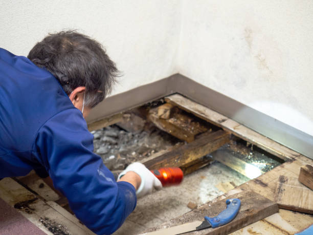 Best Certified Mold Removal  in Sutter, CA
