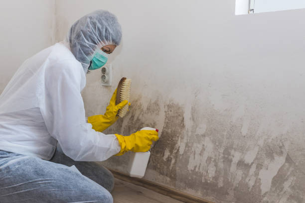 Best Attic Mold Removal  in Sutter, CA