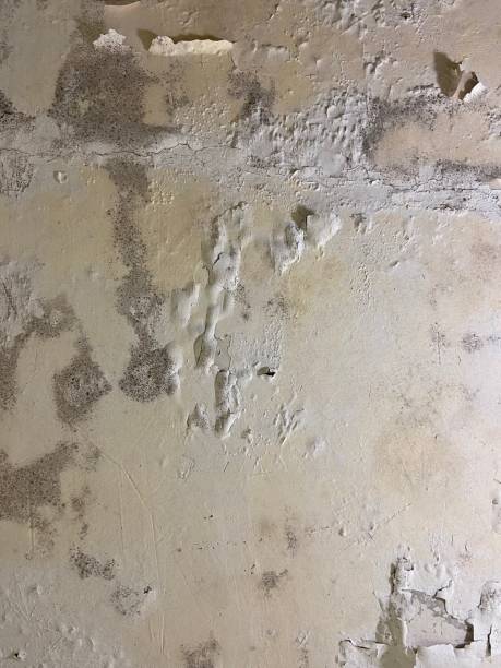 Best Mold Damage Repair  in Sutter, CA