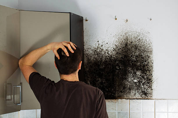 Best Mold Removal Company Near Me  in Sutter, CA