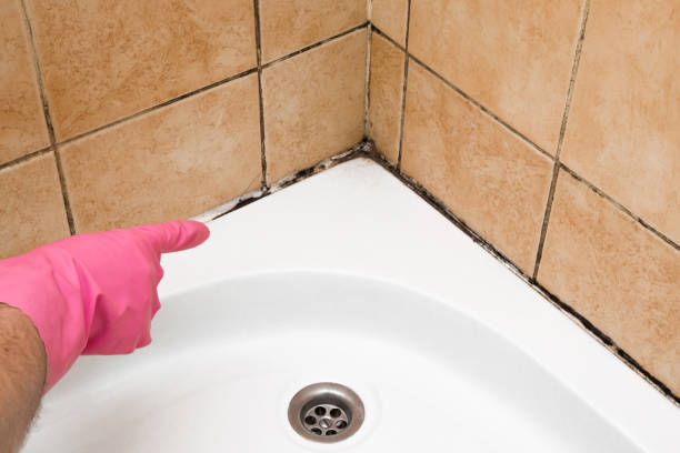 Best Office Mold Removal Services  in Sutter, CA