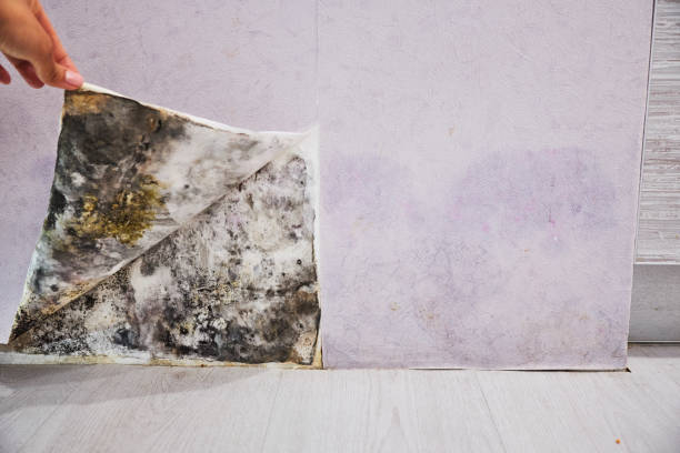 Water Damage Restoration in Sutter, CA